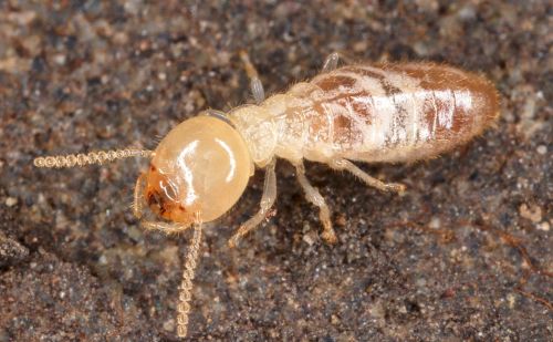 浙江发现罕见3后1王白蚁巢，数量多达百万，蚁后繁殖能力有多强？