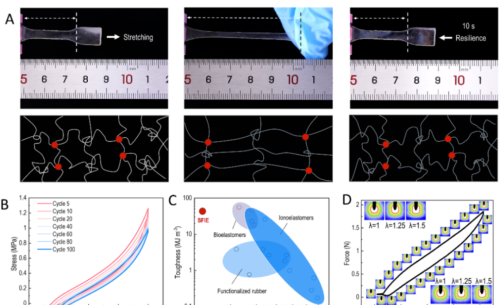 上科大团队造出丝蛋白弹性体，可用于制备人工皮肤和柔性光电器件