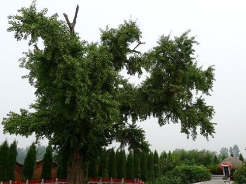 《神雕侠侣》中大战蒙古人的全真派祖庭就在陕西鄠邑这俩字太难认