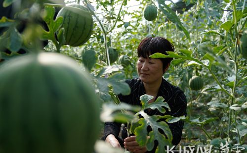 沧县：特色农产品变身“网红”走俏市场