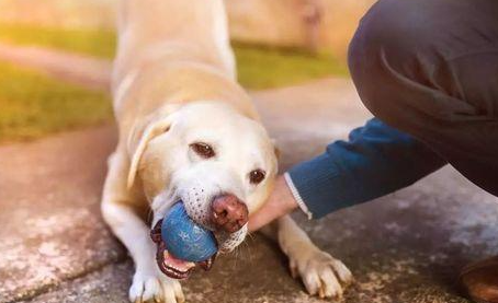 沈阳男子夜晚遭恶犬扑咬，过后自己竟被告上法庭，赔偿38000元！