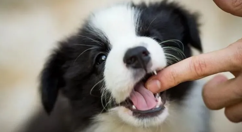 沈阳男子夜晚遭恶犬扑咬，过后自己竟被告上法庭，赔偿38000元！