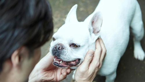 沈阳男子夜晚遭恶犬扑咬，过后自己竟被告上法庭，赔偿38000元！