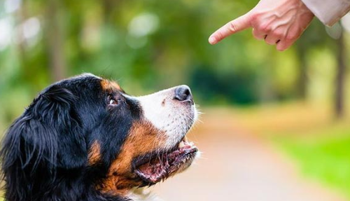 沈阳男子夜晚遭恶犬扑咬，过后自己竟被告上法庭，赔偿38000元！