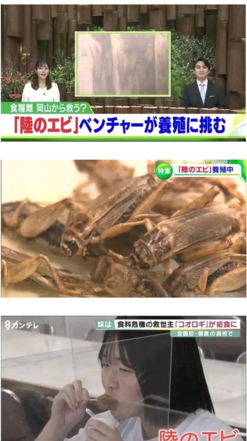 日本现在狂推食用蟋蟀，赞美为“陆地虾” ，甚至进入校园食品