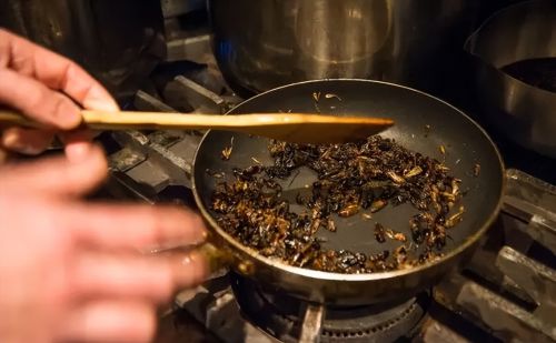 日本现在狂推食用蟋蟀，赞美为“陆地虾” ，甚至进入校园食品