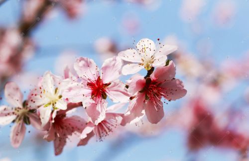 樱花？桃花？有些人居然分不清楚