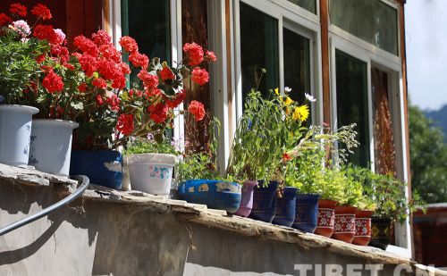 【在西藏看见中国式现代化】院里有鲜花 生活有阳光