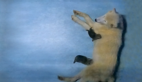 上海海昌海洋公园新生北极狼三胞胎和一只海豹幼崽