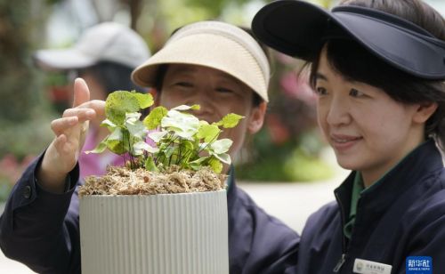 国家植物园已收集珍稀濒危植物近千种