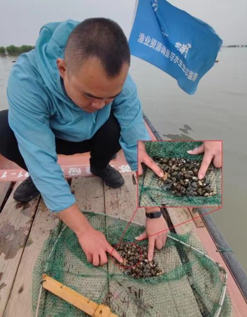 ​江苏滆湖首现国家二级重点保护水生野生动物中国淡水蛏