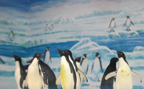（社会）冰城“新星”到：黑龙江省首次引进阿德利企鹅