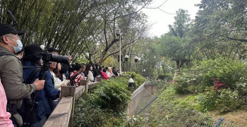 熊猫基地通报不文明参观行为 小“熊”友犯错 监护人将一起被禁止入园
