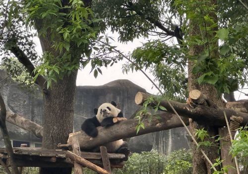 熊猫基地通报不文明参观行为 小“熊”友犯错 监护人将一起被禁止入园