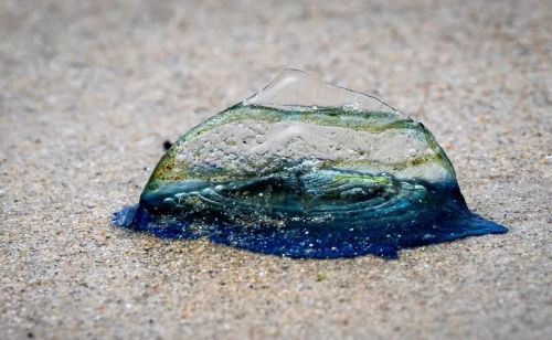 “神秘生物”被冲上海滩，外表呈现出蓝色，竟然只能顺风移动
