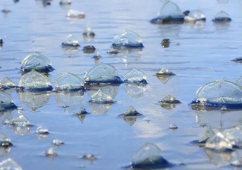 “神秘生物”被冲上海滩，外表呈现出蓝色，竟然只能顺风移动