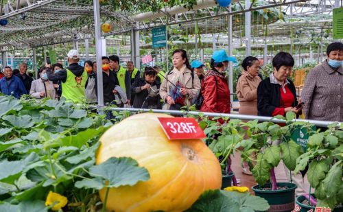 山东寿光：国际蔬菜博览会科技唱主角