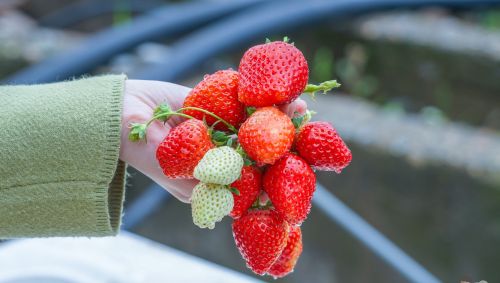 打卡中国草莓之乡，品尝金奖草莓，就在我国首个气候宜居城市