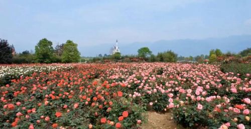四川绵竹：万亩玫瑰竞相开放 “五一”到龙门山下感受浪漫花海