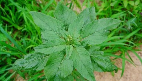 野菜野苋菜(野菜苋菜怎么做好吃)