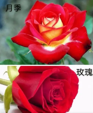 玫瑰和月季区别在哪(玫瑰和月季到底有什么区别?看其中一个细节就能分辨)