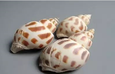 莆田海滩捡海螺(福建海螺品种)