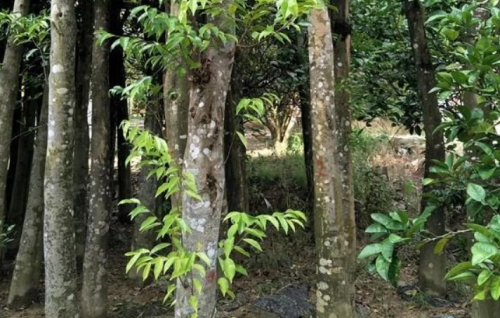 沉香木能种植么(沉香木树种)