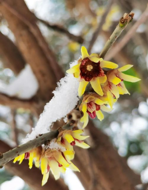 蜡梅 腊梅(蜡梅是什么季节)