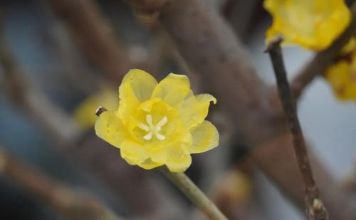 蜡梅 腊梅(蜡梅是什么季节)