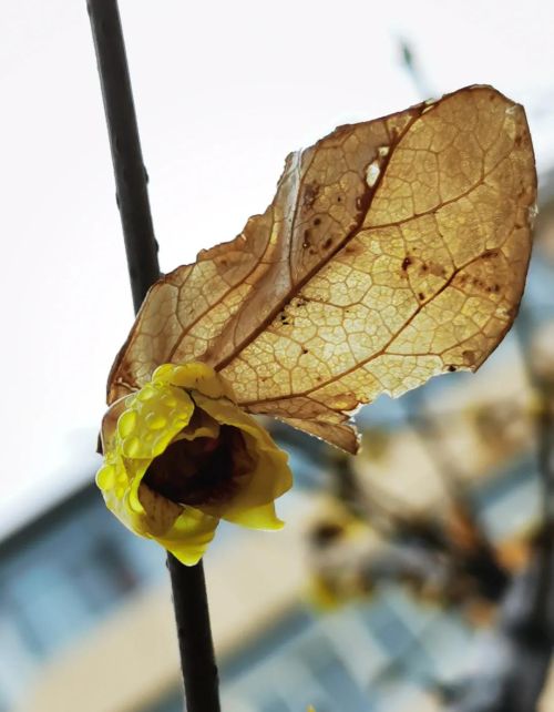 蜡梅 腊梅(蜡梅是什么季节)