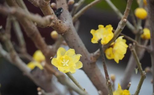 蜡梅 腊梅(蜡梅是什么季节)