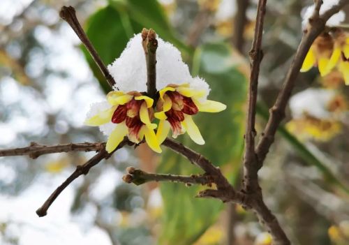 蜡梅 腊梅(蜡梅是什么季节)