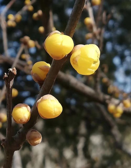 蜡梅 腊梅(蜡梅是什么季节)