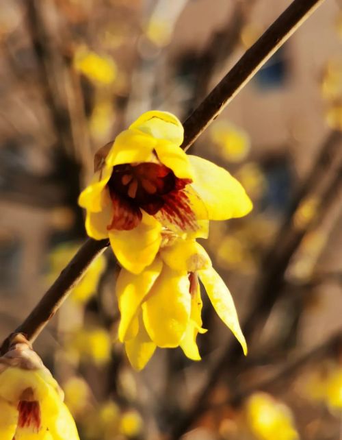 蜡梅 腊梅(蜡梅是什么季节)