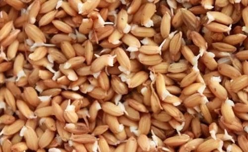 大米是什么种植的(大米是怎么种出来的?)