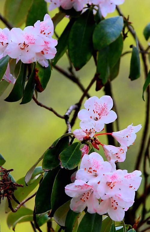 杜鹃花品种分类简介(杜鹃花品系分类)