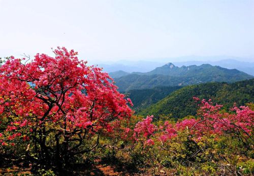 杜鹃花品种分类简介(杜鹃花品系分类)