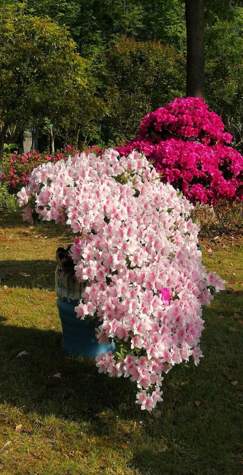 杜鹃花冬季的修剪方法和保养(杜鹃花冬季如何修剪)