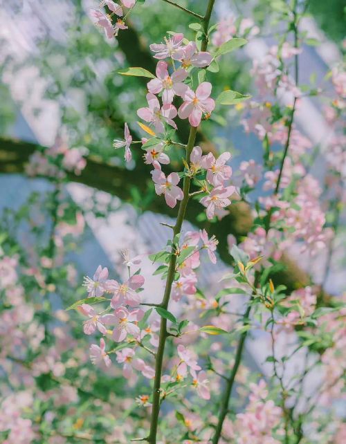 山鸟的下一句(山鸟啼红花开是什么歌)