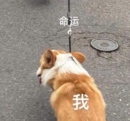 纯种柯基犬怎么辨别?(分辨柯基)