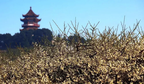 苏州西山岛旅游攻略一天(苏州西山岛旅游)