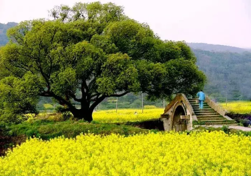 苏州西山岛旅游攻略一天(苏州西山岛旅游)