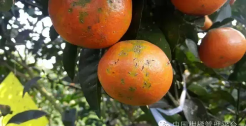 柑橘蚧壳虫大全图片(柑橘蚧壳虫大全图解)