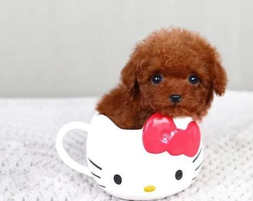 帮我找一下茶杯犬的图片(茶杯犬图片大全可爱图片)