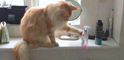 猫为什么喜欢清理桌面(猫为什么喜欢清理毛发)