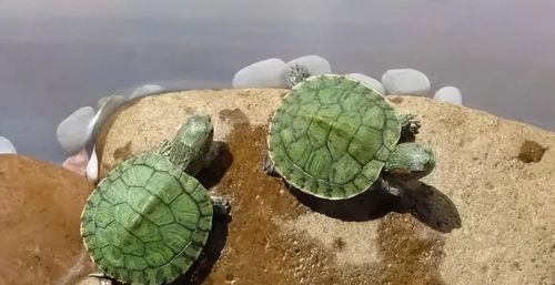 巴西龟寿命是多少年?(巴西龟的寿命最少可达多少年)