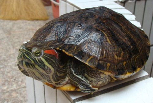 巴西龟寿命是多少年?(巴西龟的寿命最少可达多少年)