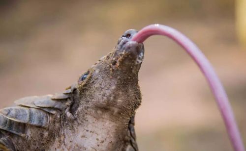 动物的舌头的神奇作用(动物的舌头有什么用?)