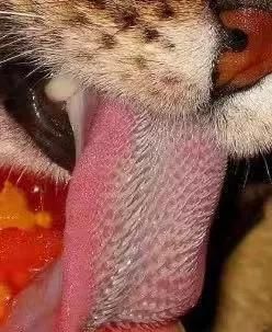 动物的舌头的神奇作用(动物的舌头有什么用?)
