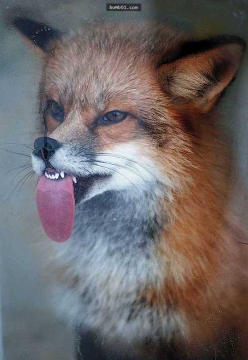 动物的舌头真怎么样(动物的舌头是什么样子的)